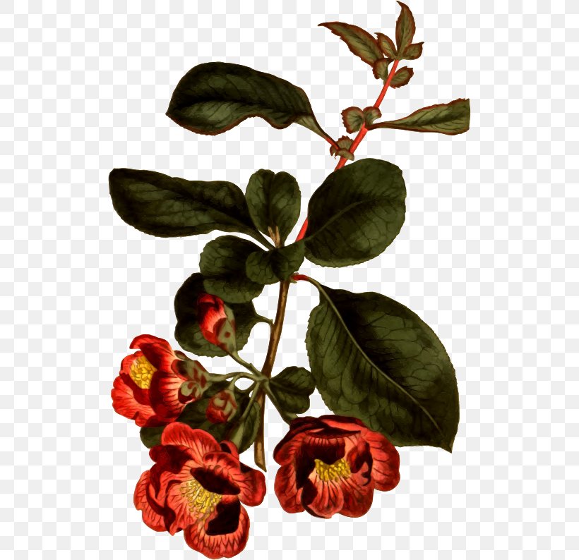 Chaenomeles Japonica Chaenomeles Speciosa Curtis's Botanical Magazine Botany Horticulture, PNG, 514x794px, Chaenomeles Japonica, Botanical Illustration, Botany, Branch, Carl Peter Thunberg Download Free