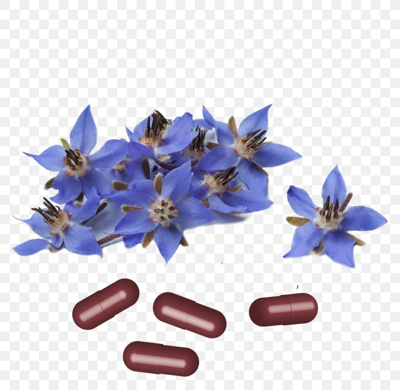 Echium Amoenum Borage Medicinal Plants Herbal Tea, PNG, 800x800px, Borage, Brassica Oleracea, Cauliflower, Flower, Health Download Free