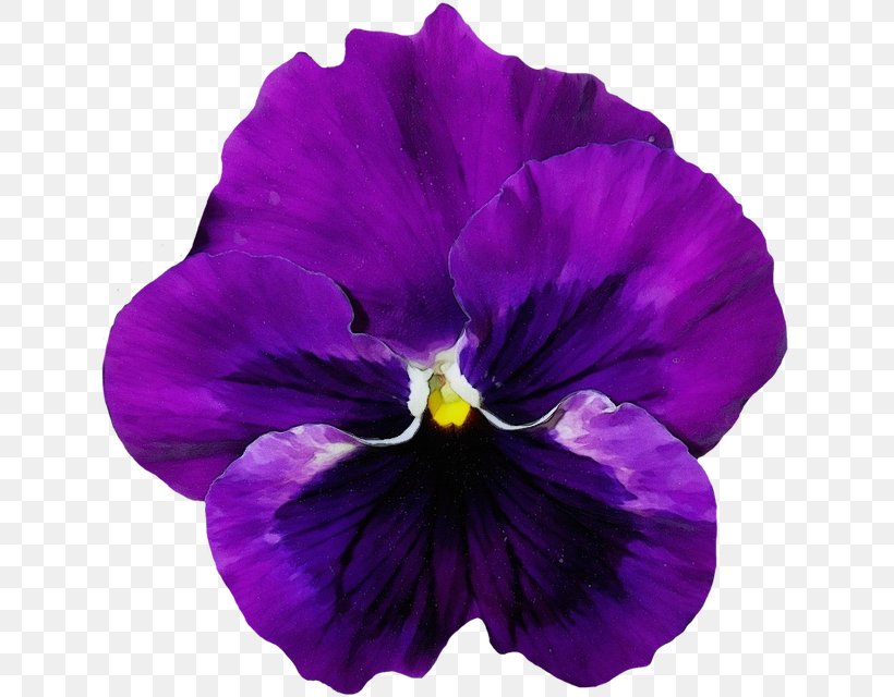 Flowering Plant Violet Flower Purple Petal, PNG, 635x640px, Watercolor, Flower, Flowering Plant, Paint, Pansy Download Free