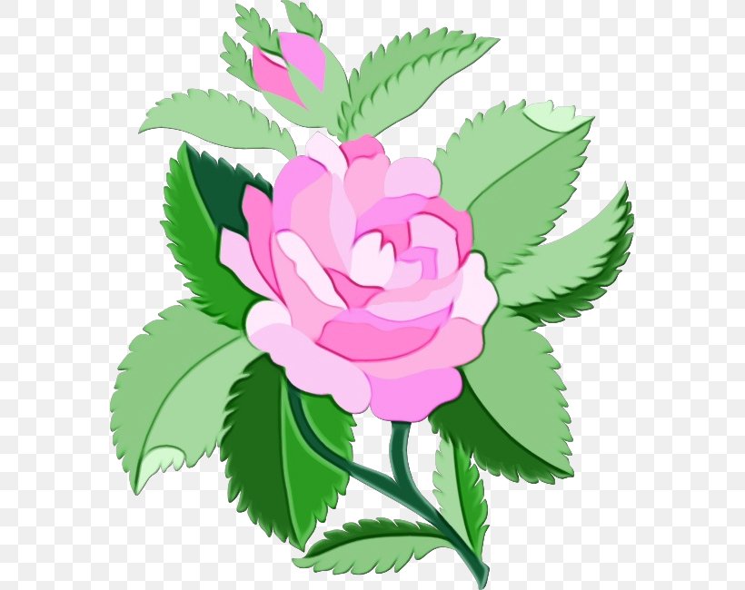 Garden Roses Cabbage Rose Floral Design Petal Clip Art, PNG, 577x650px, Garden Roses, Art, Botany, Cabbage Rose, Floral Design Download Free