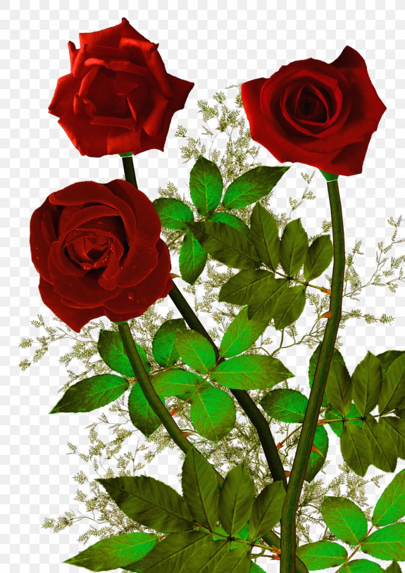 Garden Roses Centifolia Roses Psalms Quotation Proverb, PNG, 990x1400px, Garden Roses, Centifolia Roses, China Rose, Cut Flowers, Floral Design Download Free