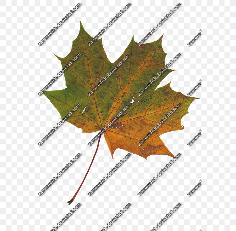 Maple Leaf Line Symmetry, PNG, 581x800px, Maple Leaf, Flowering Plant, Leaf, Maple, Plant Download Free
