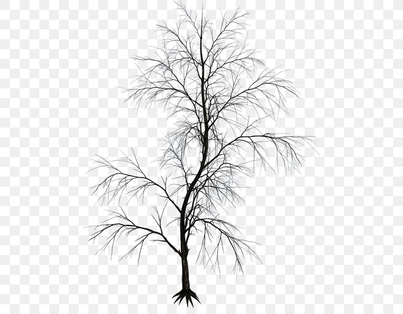 Twig Black And White Aesthetics Image Drawing, PNG, 495x640px, Twig, Aesthetics, Art, Black And White, Branch Download Free