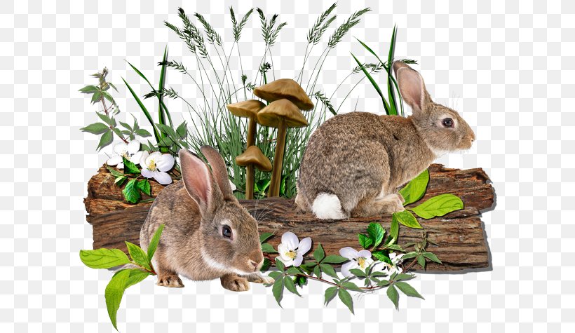 Domestic Rabbit Hare Easter Bunny Самый полный справочник кроликовода, PNG, 600x475px, Domestic Rabbit, Book, Breed, Child, Easter Download Free