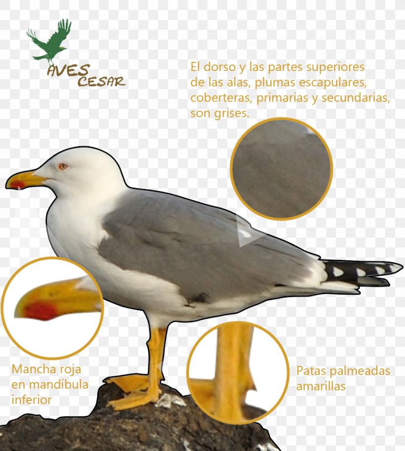 European Herring Gull Shorebirds Yellow-legged Gull Caspian Gull, PNG, 949x1055px, Watercolor, Cartoon, Flower, Frame, Heart Download Free