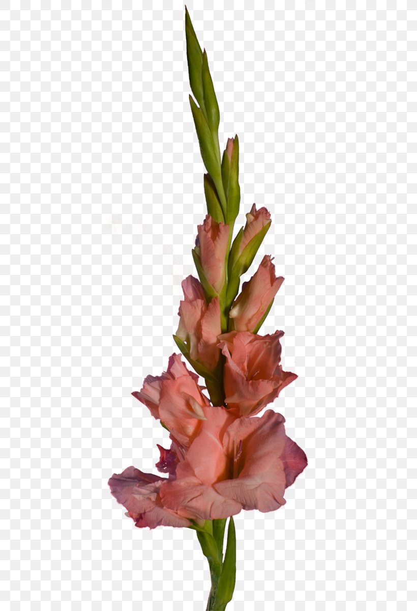 Gladiolus Cut Flowers Floral Design Plant Stem, PNG, 410x1200px, Gladiolus, Cut Flowers, Email, Floral Design, Floristry Download Free