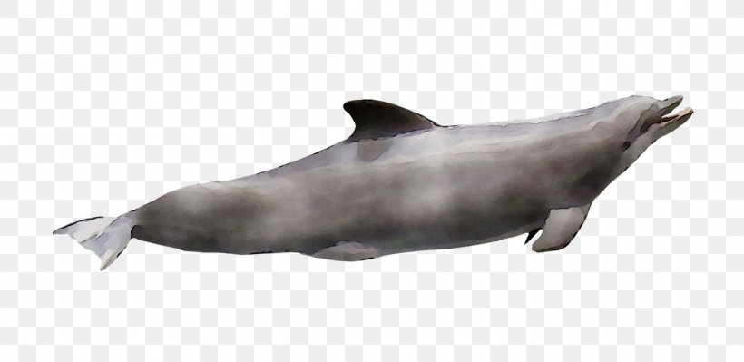 Tucuxi Common Bottlenose Dolphin Rough-toothed Dolphin White-beaked Dolphin Sea Lion, PNG, 1458x711px, Tucuxi, Bottlenose Dolphin, Cetacea, Common Bottlenose Dolphin, Common Dolphins Download Free