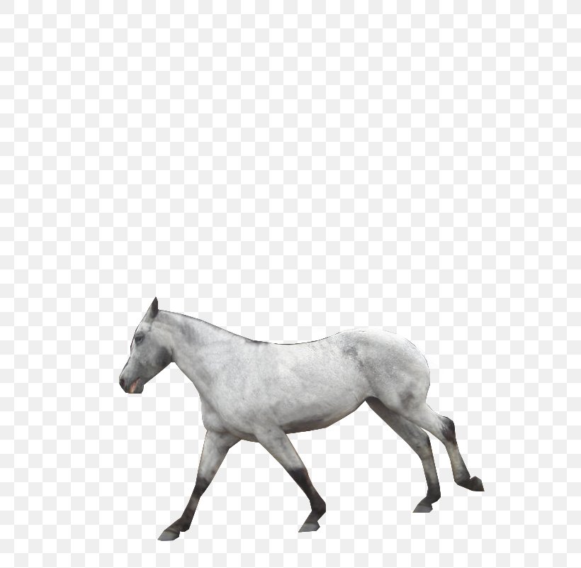 American Paint Horse Pony Mustang Foal Stallion, PNG, 606x801px, American Paint Horse, Animal, Black And White, Canter And Gallop, Colt Download Free