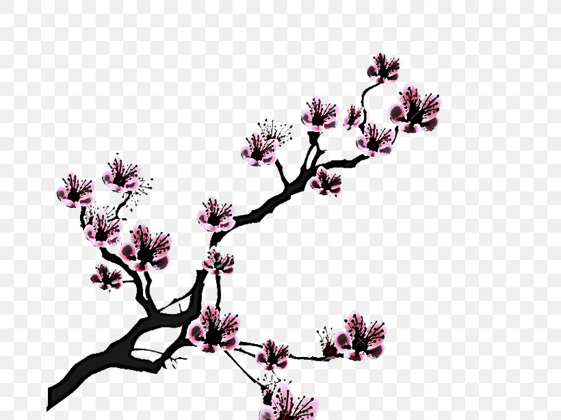 Cherry Blossom, PNG, 683x614px, Flower, Blossom, Branch, Cherry Blossom, Chinese Magnolia Download Free
