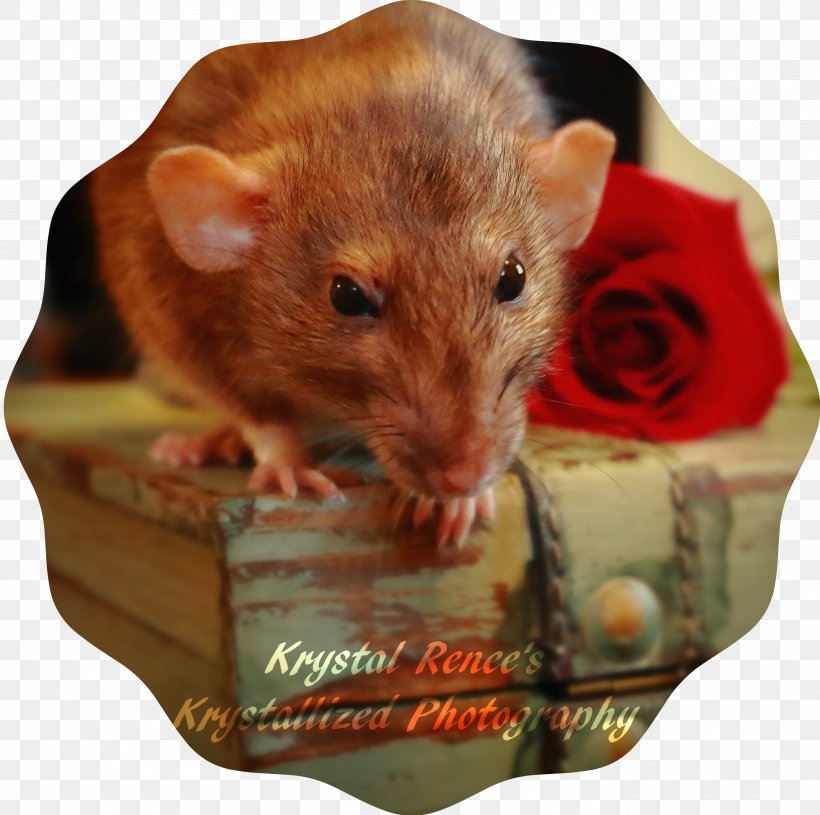 Fancy Rat Gerbil Mouse Rodent, PNG, 2776x2762px, Rat, Animal, Cage, Dormouse, Dumboratte Download Free