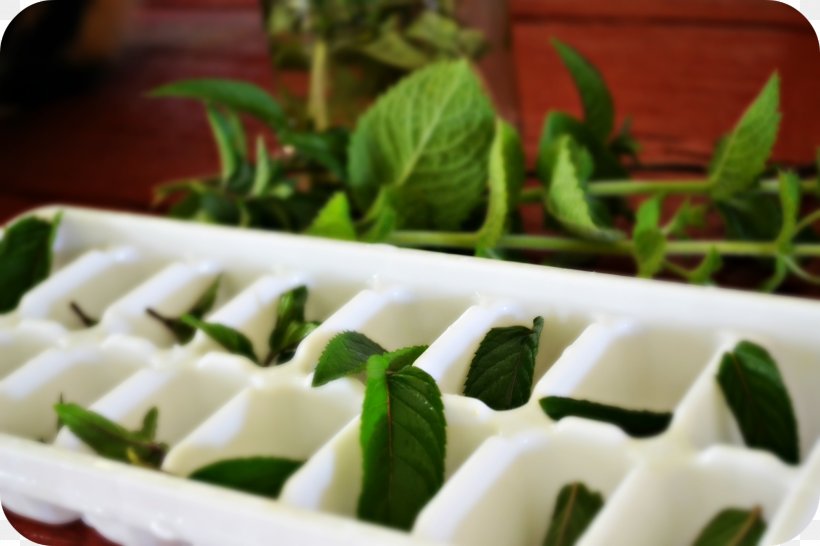 Green Tea Iced Tea Vegetarian Cuisine Peppermint, PNG, 1600x1066px, Tea, Appetizer, Asian Food, Beyaz Peynir, Cuisine Download Free