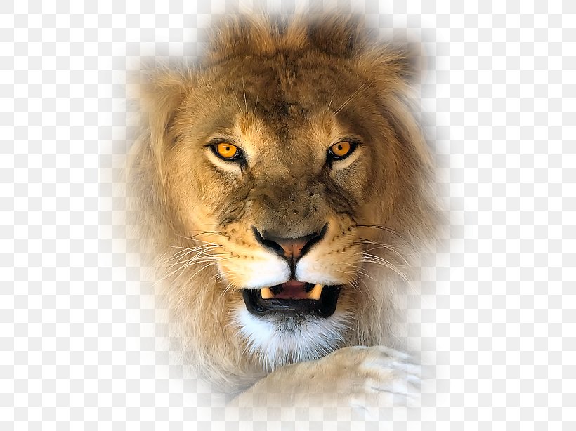 Lion Tiger Leopard Felidae Cat, PNG, 536x614px, Lion, Animal, Big Cat, Big Cats, Carnivoran Download Free