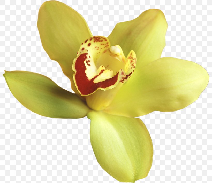 Orchids Yellow Clip Art, PNG, 800x709px, Popular Orchids, Flower, Flowering Plant, Lilium, Moth Orchid Download Free