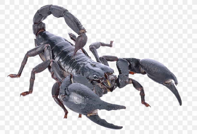Scorpion Heterometrus Spinifer Poison, PNG, 957x650px, Scorpion, Animal Venenoso, Arachnid, Arthropod, Emperor Scorpion Download Free