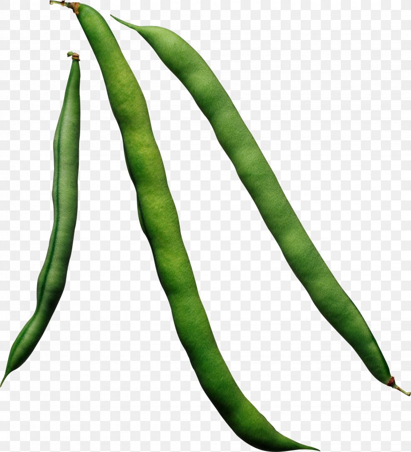 Common Bean Green Bean Vegetable Food, PNG, 2673x2942px, Common Bean, Agriculture, Asparagus, Bean, Cuisine Download Free