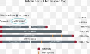 Heredity Apicomplexa Babesia Bovis Hereditary Nonpolyposis Colorectal Cancer PNG