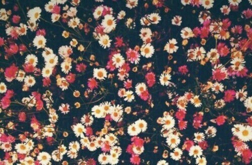 IPhone 5 Desktop Wallpaper Wallpaper, PNG, 1280x836px, Iphone 5, Drawing, Floral Design, Flower, Lead Download Free