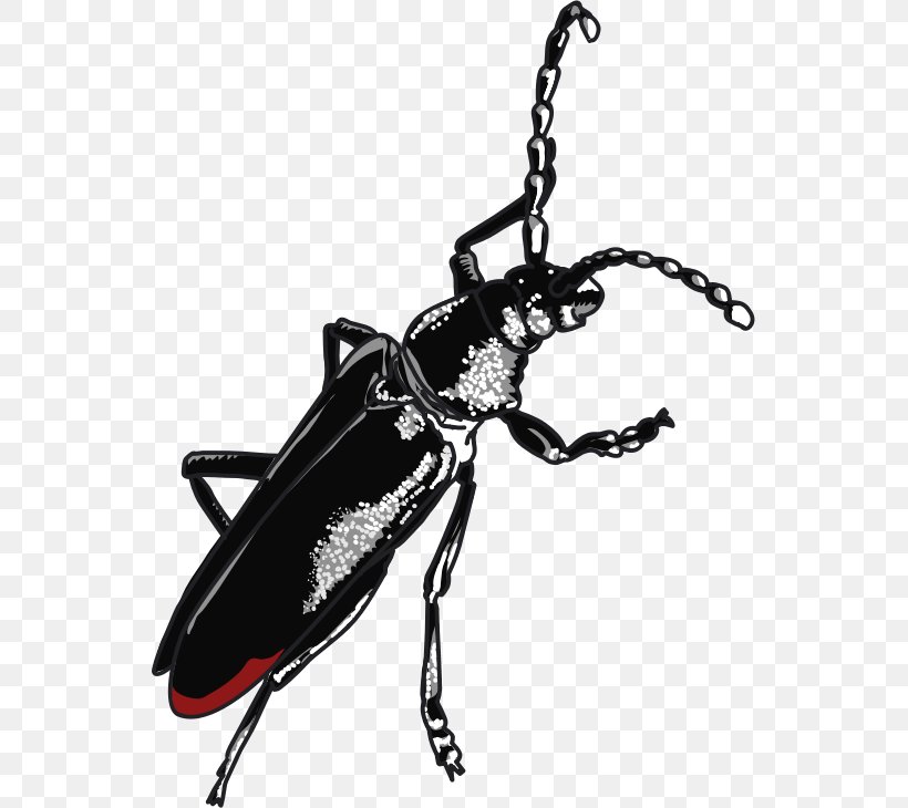 Beetle Cerambyx Cerdo Weevil Ladybird, PNG, 545x730px, Beetle, Animal, Arthropod, Black And White, Capricornus Download Free
