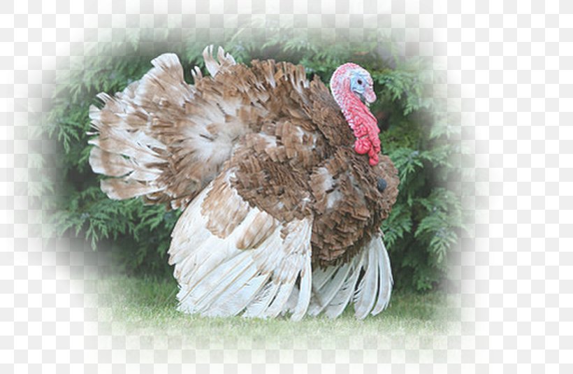 Dindon Rouge Des Ardennes Landfowl Domesticated Turkey Pin, PNG, 801x535px, Ardenne, Beak, Bird, Domesticated Turkey, Domestication Download Free