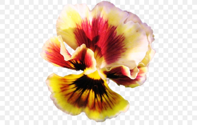Pansy Petal, PNG, 500x520px, Pansy, Flower, Flowering Plant, Petal, Plant Download Free