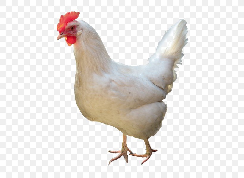 Leghorn Chicken Broiler Fried Chicken Stock Photography Chicken As Food, PNG, 600x600px, Leghorn Chicken, Beak, Bird, Broiler, Chicken Download Free