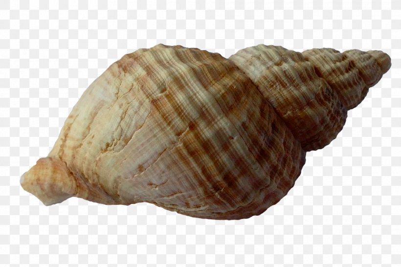 Seashell Clam Mollusc Shell Shellfish, PNG, 960x640px, Shore, Animal Product, Beach, Clam, Clams Oysters Mussels And Scallops Download Free
