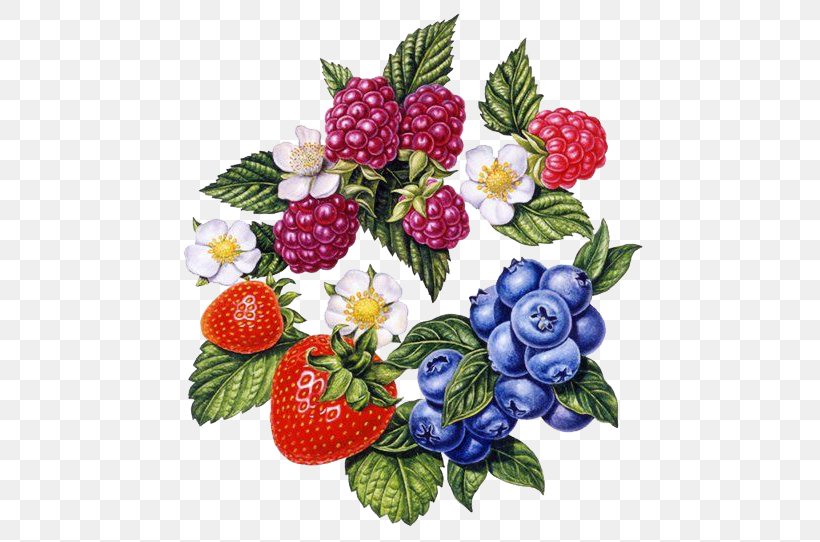 Frutti Di Bosco Strawberry Painting Art Illustration, PNG, 494x542px, Frutti Di Bosco, Art, Behance, Berry, Decoupage Download Free