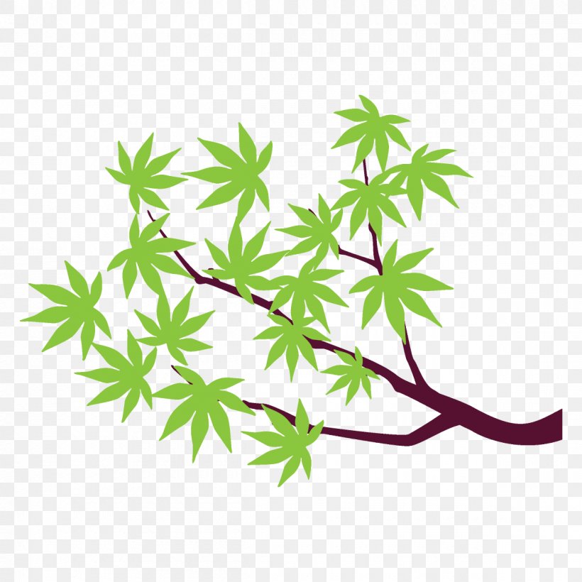 Maple Branch Maple Leaves Maple Tree, PNG, 1200x1200px, Maple Branch, Flower, Green, Hemp Family, Leaf Download Free