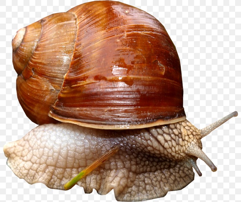 Pond Snails Slug Gastropods, PNG, 800x686px, Pond Snails, Animal, Digital Image, Escargot, Gastropod Shell Download Free
