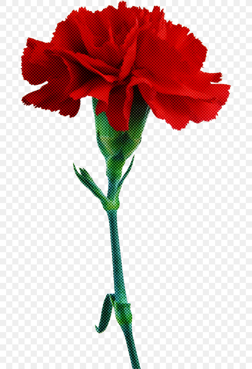 Rose, PNG, 685x1200px, Flower, Amaryllis Family, Carnation, Cut Flowers, Pedicel Download Free