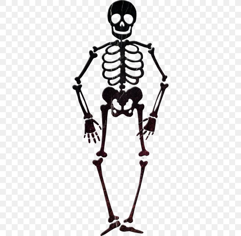 Skeleton Clip Art, PNG, 328x800px, Skeleton, Art, Black And White, Bone, Human Download Free