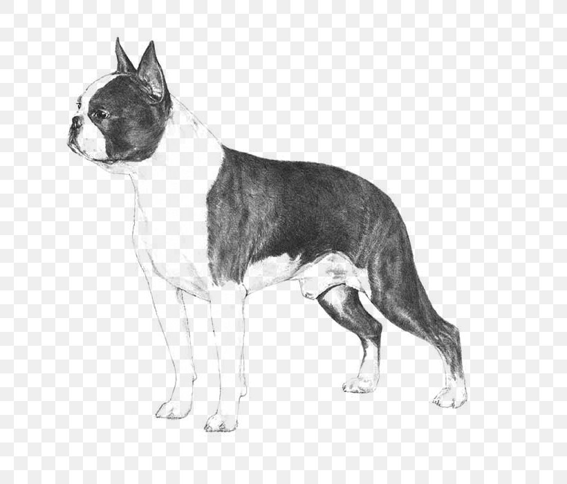 Boston Terrier Beagle Bulldog Standard Schnauzer Puppy, PNG, 700x700px, Boston Terrier, American Kennel Club, Beagle, Black And White, Breed Download Free