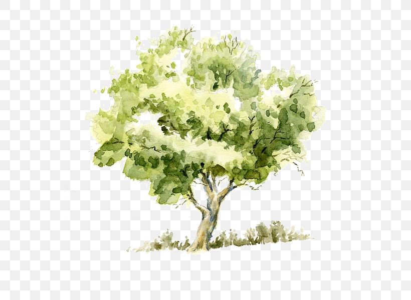 Drawing Watercolor Painting Tree Pencil Sketch, PNG, 564x599px, Drawing Trees, Art, Art Museum, Branch, Drawing Download Free