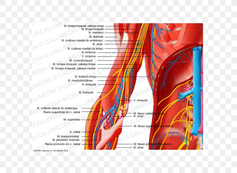 Elbow Nerve Arm Human Body Blood Vessel, PNG, 600x600px, Watercolor, Cartoon, Flower, Frame, Heart Download Free