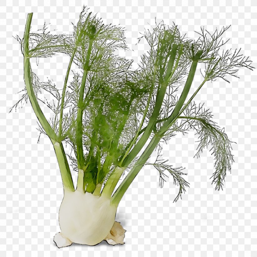Fennel Herb Plant Stem Grasses Plants, PNG, 1080x1080px, Fennel, Aquarium Decor, Celery, Dill, Flower Download Free