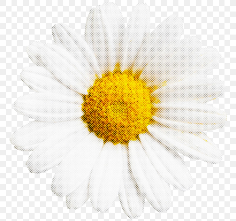 Floral Design, PNG, 768x768px, Common Daisy, Chrysanthemum, Color, Cut Flowers, Drawing Download Free