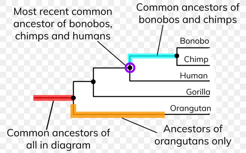 Human Evolution Phylogenetic Tree Diagram Organism, PNG, 960x600px, Evolution, Area, Bitesize, Charles Darwin, Darwinism Download Free