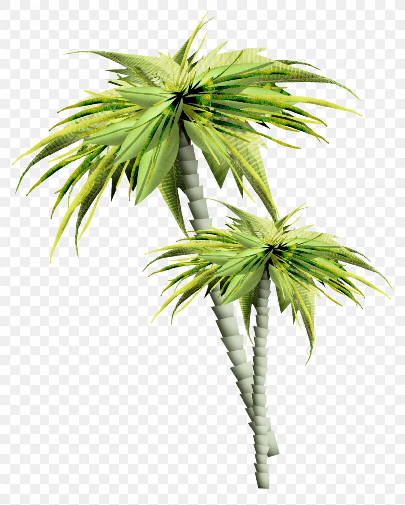 Tree February, PNG, 1282x1600px, Tree, Arecales, Blog, Borassus Flabellifer, Coconut Download Free