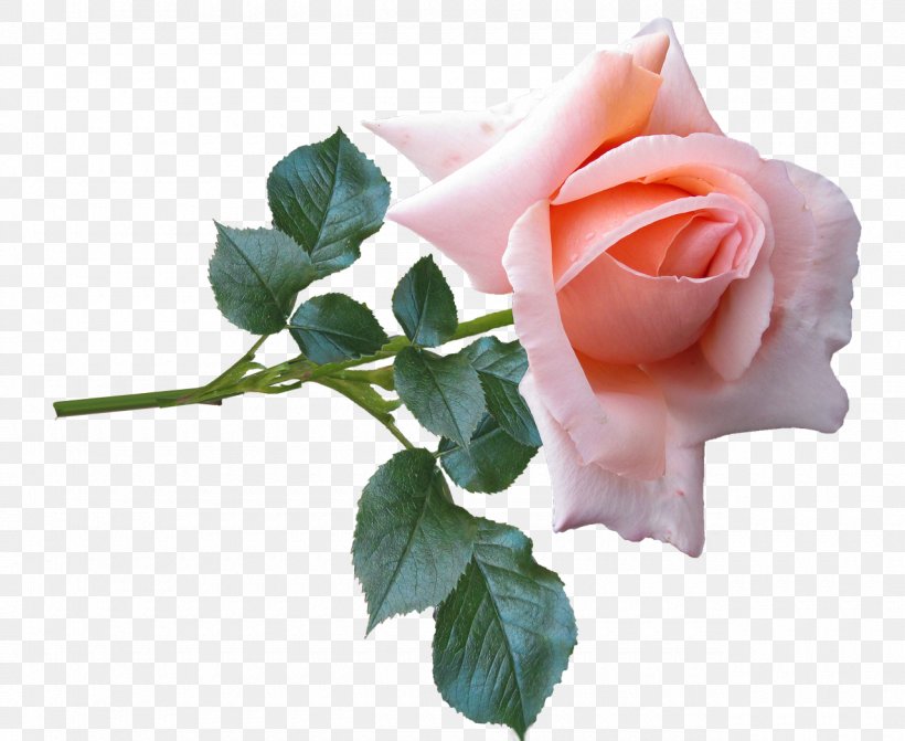 Garden Roses Desktop Wallpaper Image Photograph Flower, PNG, 1280x1048px, Garden Roses, Artificial Flower, Cabbage Rose, Cut Flowers, Floral Design Download Free