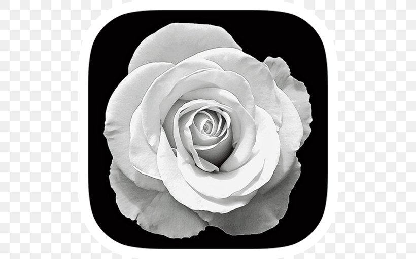 Garden Roses Photography Black And White, PNG, 512x512px, Garden Roses, Black And White, Cabbage Rose, Color, Color Photography Download Free