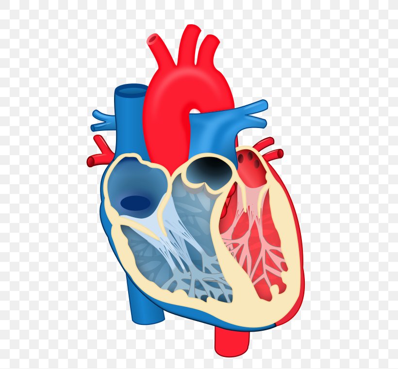 Heart Valve Chordae Tendineae Anatomy Diagram, PNG, 546x761px, Watercolor, Cartoon, Flower, Frame, Heart Download Free
