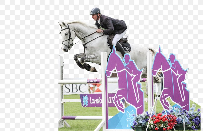 Show Jumping Stallion Hunt Seat Horse Eventing, PNG, 800x533px, Show Jumping, Animal Sports, Bridle, Competition, Cross Country Equestrianism Download Free