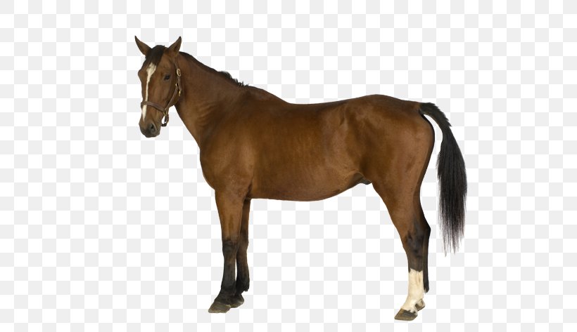 Belgian Horse Horses Shutterstock Illustration, PNG, 600x473px, Belgian Horse, Animal, Bit, Bridle, Colt Download Free