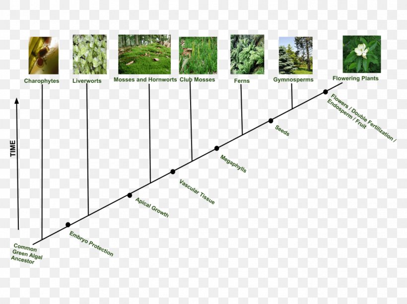 Evolutionary History Of Plants Green Algae Flowering Plant, PNG, 1368x1024px, Evolutionary History Of Plants, Algae, Area, Biology, Common Descent Download Free