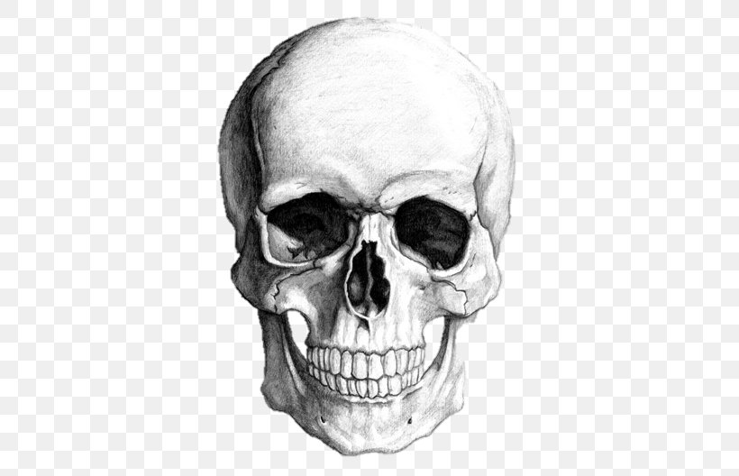 Drawing Skull Human Skeleton Art, PNG, 528x528px, Drawing, Art, Black And White, Bone, Face Download Free