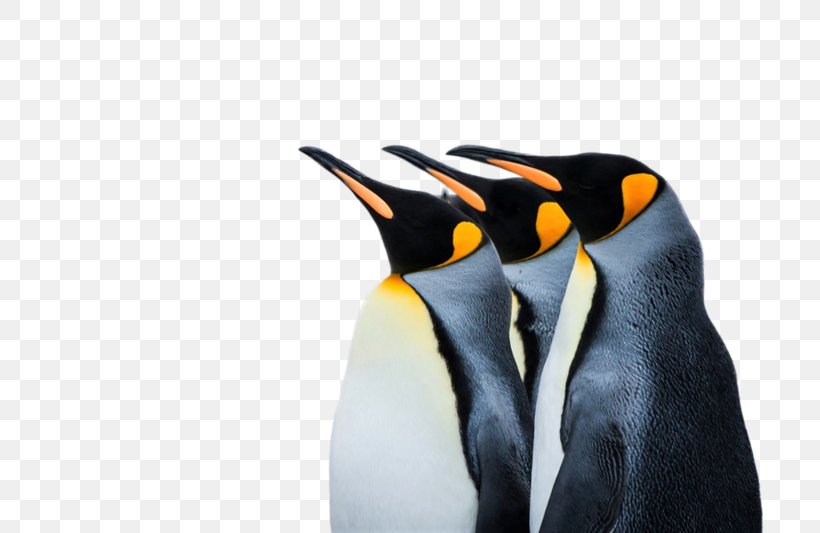 Emperor Penguin Desktop Wallpaper 4K Resolution, PNG, 800x533px, 4k Resolution, Penguin, Beak, Bird, Display Resolution Download Free