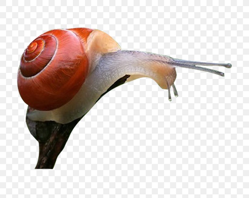 Escargot Snail Orthogastropoda, PNG, 709x652px, Escargot, Concepteur, Google Images, Gratis, Material Download Free