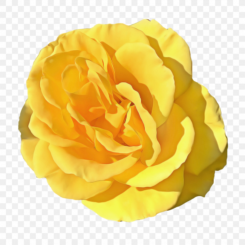 Garden Roses, PNG, 1440x1440px, Garden Roses, Cabbage Rose, Cut Flowers, Floribunda, Flower Download Free