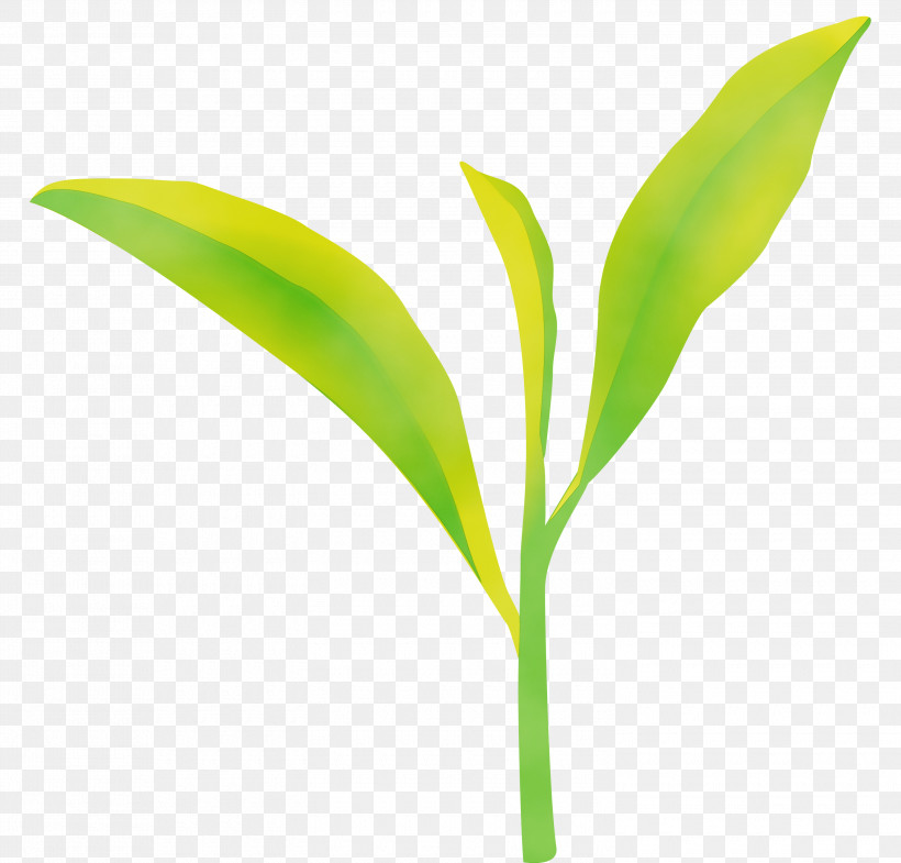 Leaf Flower Lily Of The Valley Plant Green, PNG, 3000x2875px, Tea Leaves, Flower, Grass, Green, Leaf Download Free
