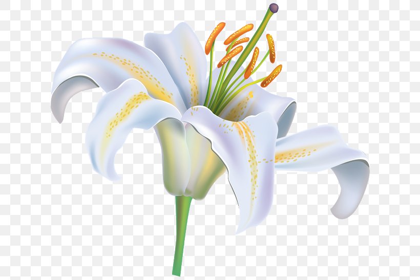 Madonna Lily Clip Art Vector Graphics Easter Lily, PNG, 640x547px, Madonna Lily, Arumlily, Cut Flowers, Easter Lily, Flower Download Free